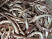 Tiêu dùng - Loài cá có tên rất lạ, xưa không ai ăn nay thành đặc sản được chị em nội trợ ưa chuộng, 150.000 đồng/kg