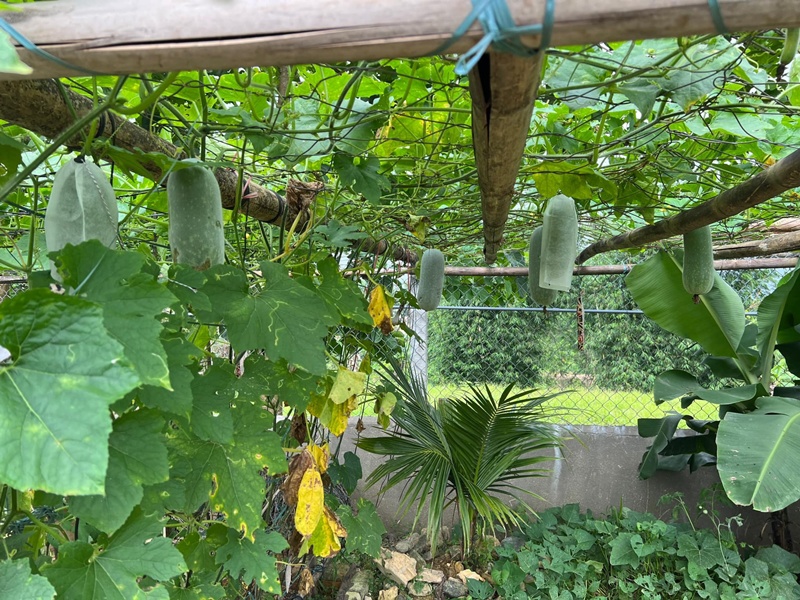 Khu vườn organic rất bình yên của Phương Trang làm nhiều người mê mẩn.
