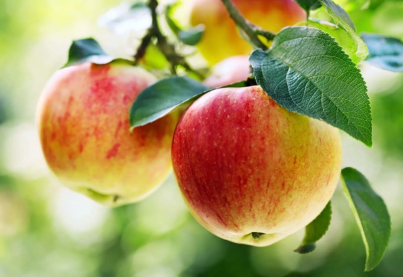 Tốt nhất bạn nên chọn những loại quả có màu vàng đỏ trông tự nhiên, tươi ngon và có nhiều độ ẩm hoặc mua những quả táo có màu đỏ đẹp khi biết rõ nguồn gốc của nó.
