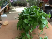 Nhà đẹp - Trồng trầu bà cho 1 thìa này vào nước tưới, hiệu quả hơn cả phân bón, lá xanh bóng như bôi mỡ