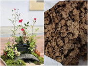 Nhà đẹp - Cô hàng xóm nhặt “rác” về trồng hoa, người nhà phản đối gay gắt, chưa đầy một tháng đã tâm phục