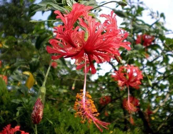 5 loại hoa đẹp “lạ”, mỗi bông như đèn lồng tí hon, trồng một chậu là rực rỡ cả góc nhà - 4