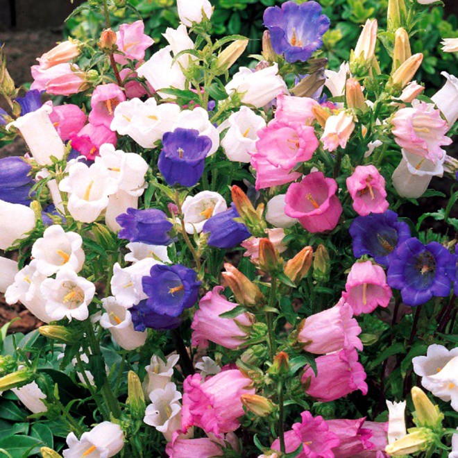 5 loại hoa đẹp “lạ”, mỗi bông như đèn lồng tí hon, trồng một chậu là rực rỡ cả góc nhà - 5