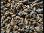 Tin tức - Nuôi loài côn trùng nhà nào cũng ghét, nhiều người “hốt bạc”, mỗi kg có giá lên tới 1.5 triệu