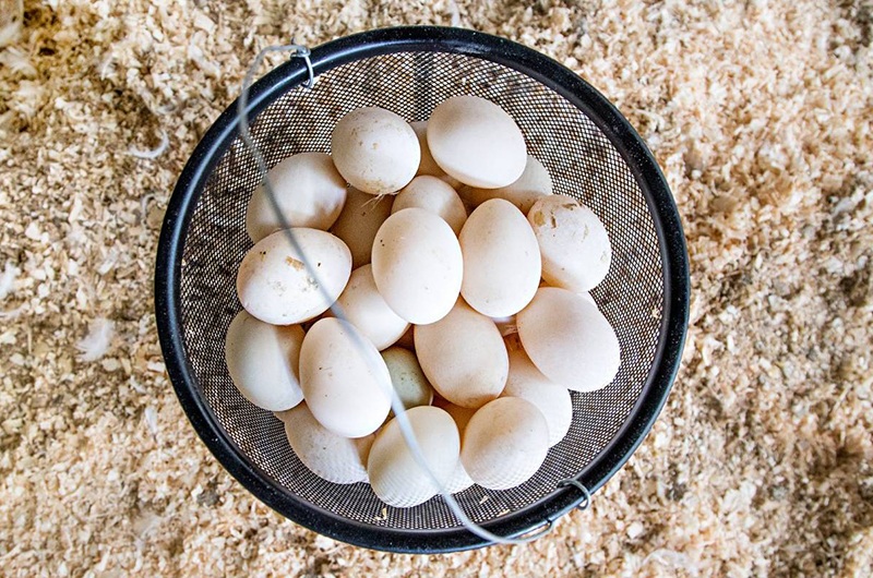 Chuyên gia Cavanough cho biết trứng là một "cường quốc dinh dưỡng" chứa nhiều chất béo, lecithin và protein chất lượng cao, giúp cơ thể tăng trưởng và sửa chữa. Lượng cysteine ​​​​cao trong đó cũng giúp giải độc.
