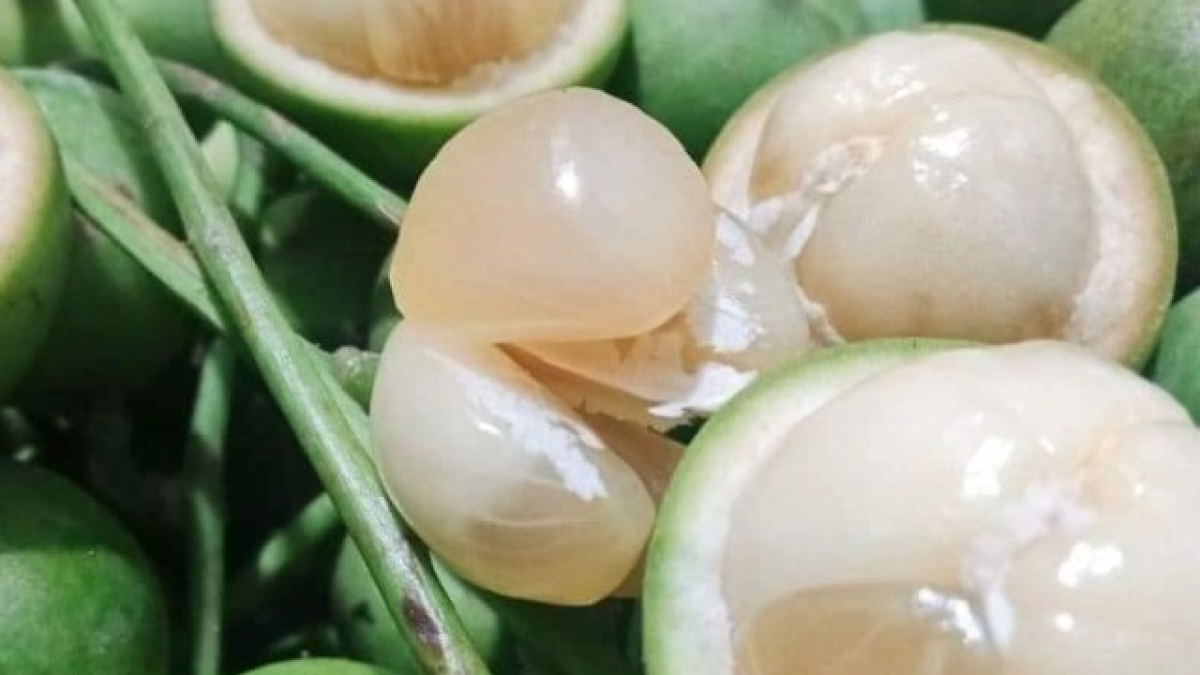 Vận Chuyển Dâu Da Từ Điện Biên Về Huế Đảm Bảo Tươi Ngon