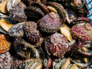 Xem ăn chơi - Thứ xưa không ai biết, giờ thành đặc sản quý hiếm, ăn vừa ngon vừa bổ dưỡng, 650.000 đồng/kg