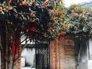 Nhà đẹp - Có 3 “cây lành” này ngoài cửa, phú quý không ngừng chảy vào nhà, con cháu đời đời giàu sang