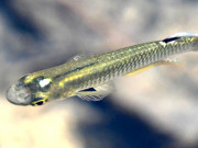 Xem ăn chơi - Loại cá xưa dành cho người nghèo, giờ thành đặc sản được dân thành phố "săn lùng", 170.000 đồng/kg