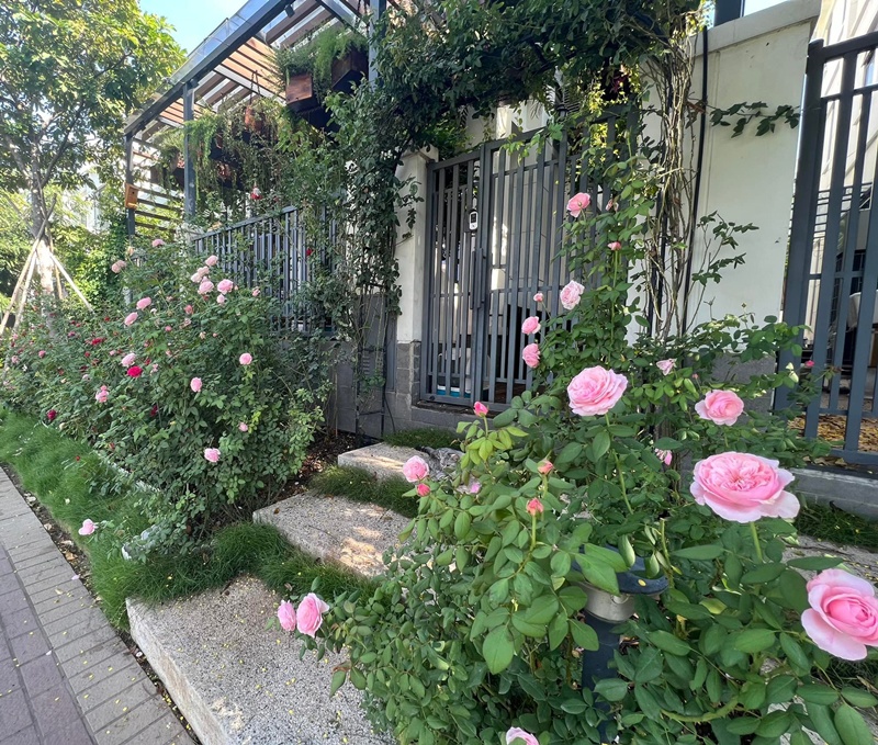 Đặc biệt, ngôi nhà phủ đầy hoa hồng cùng nhiều cây xanh, hoa thơm khác khiến dân tình phải trầm trồ.
