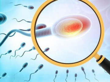 Các vị thuốc đông y hỗ trợ điều trị tinh trùng yếu