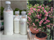 Nhà đẹp - Dung dịch dinh dưỡng tuyệt vời để trồng hoa, không tốn một xu mà lá xanh mướt rượt, hoa nở tuôn như suối