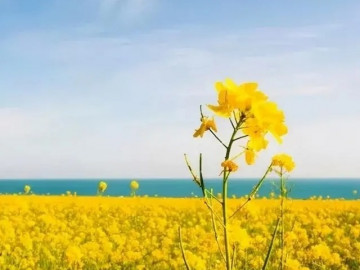 Ở đời, đừng bao giờ quá tốt với một người