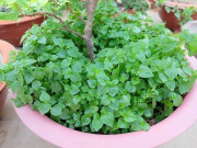 Nhà đẹp - Loại rau xuất hiện 1 lần trong vườn là bám mãi không tha, mùa xuân nảy mầm, đến hè tốt um tùm