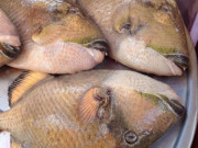 Xem ăn chơi - Loại cá tên độc lạ, xưa ít ai biết giờ thành đặc sản cao cấp xuất hiện trong nhà hàng, 360.000 đồng/kg