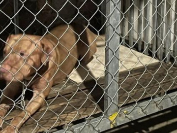 Chó Pitbull nhà con gái cắn chết người mẹ già