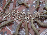 Xem ăn chơi - Thứ nhìn rất ghê, xưa không ai dám ăn, giờ thành đặc sản được ưa chuộng đến lạ, 300.000 đồng/kg