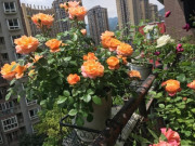 Nhà đẹp - Trồng hoa hồng hãy thường xuyên làm 3 việc này, hoa ra gấp đôi, bông nào cũng đẹp không tì vết