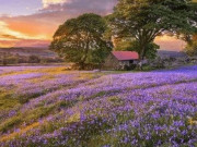 Eva tám - Trắc nghiệm tâm lý: Bạn muốn đến "biển hoa" nào nhất?