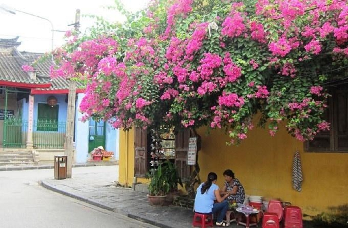 Mùa hè nóng nực nhà nào cũng nên trồng 1 cây, không khí trong phòng luôn mát rượi mà không cần điều hòa - 4