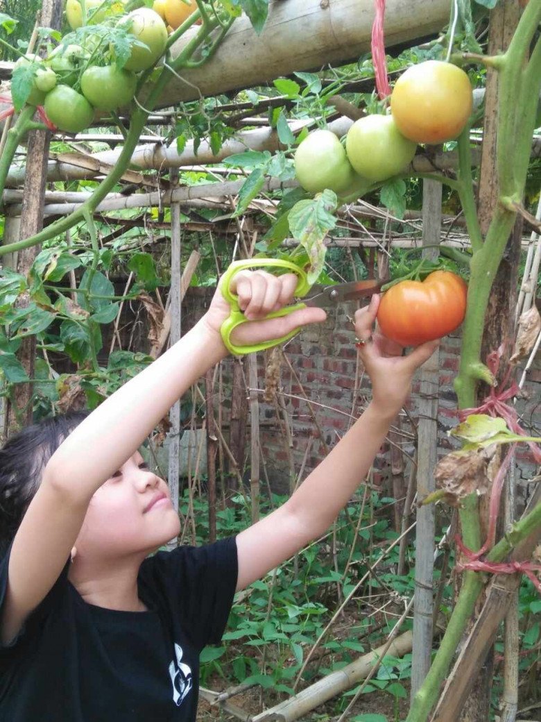 Mẹ đảm Sơn La mách bí quyết pha nước tưới rau 0 đồng, được vườn xanh mướt ăn không xuể - 8