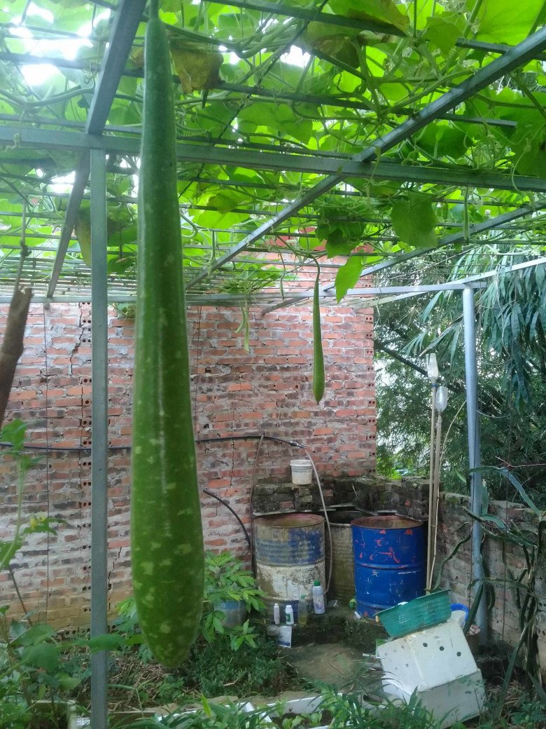 Mẹ đảm Sơn La mách bí quyết pha nước tưới rau 0 đồng, được vườn xanh mướt ăn không xuể - 6