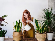 Nhà đẹp - Mùa hè nóng nực nhà nào cũng nên trồng 1 cây, không khí trong phòng luôn mát rượi mà không cần điều hòa