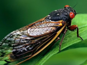 Clip Eva - Vì sao ve sầu chỉ kêu vào mùa hè?