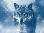 Eva tám - Trắc nghiệm tâm lý: Bạn nghĩ đâu là con sói đầu đàn?