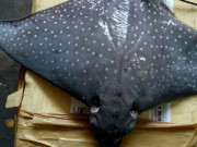 Xem ăn chơi - Loại cá xưa ít người biết, giờ thành đặc sản cao cấp, muốn ăn nhất định phải đến nơi này, 1.300.000 đồng/kg