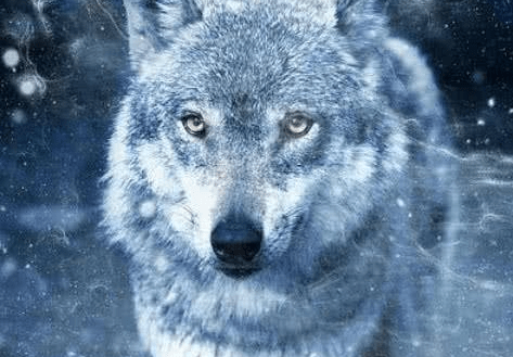 Trắc nghiệm tâm lý: Bạn nghĩ đâu là con sói đầu đàn? - 4