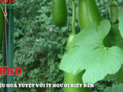 Clip Eva - Trà bí đao và những tác dụng bất ngờ với người sử dụng