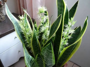 Nhà đẹp - Cây lưỡi hổ ra hoa nên cắt bỏ hay giữ? 90% người trả lời sai, chẳng trách cây ngày càng gầy yếu