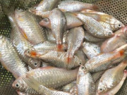 Xem ăn chơi - Loại cá có tên độc lạ, xưa dành cho người nghèo, giờ thành đặc sản được người thành phố "săn lùng", 120.000 đồng/kg