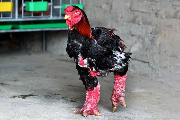 Với ngoại hình độc lạ, gà Đông Tảo thu hút sự chú ý của nhiều người từ khắp thế giới.