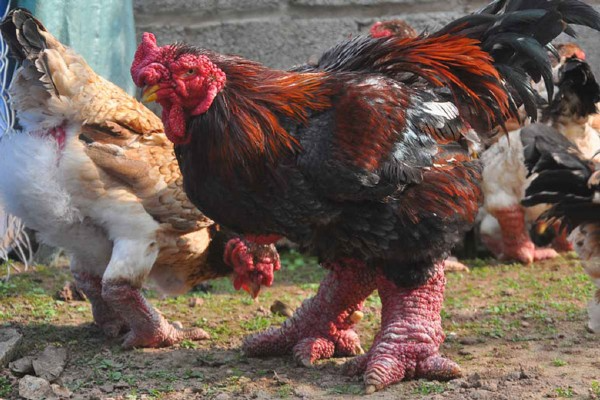 Điểm đặc trưng của gà Đông Tảo chính là đôi chân to, thô kệch.