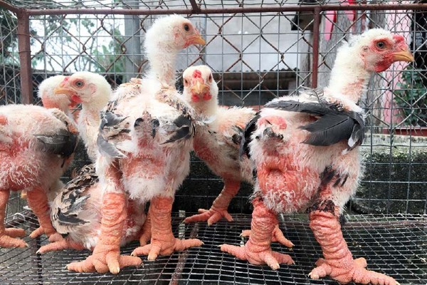 Gà Đông Tảo nuôi từ 1-1,5 năm là đã có thể xuất chuồng.