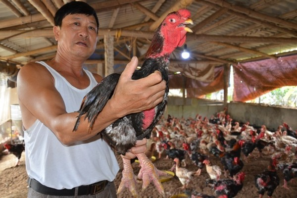 Giống gà này được nhiều người lựa chọn làm quà biếu trong dịp Tết.