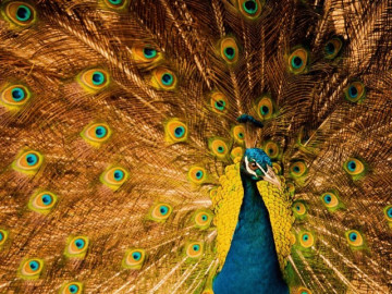 Trắc nghiệm tâm lý: Con công đẹp nhất tiết lộ may mắn sắp đến với bạn