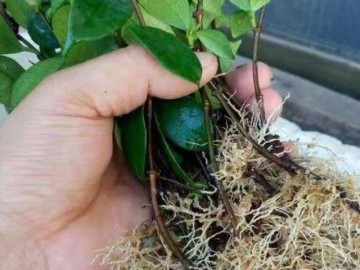 3 loại nước kích rễ có thể tự pha chế ở nhà, cây khó sống thế nào cũng ra rễ, mọc lá xanh