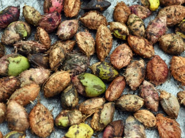 Loại quả xưa chín rụng không ai ăn, không ngờ làm thành món đặc sản cực ngon và hiếm, 500.000 đồng/kg