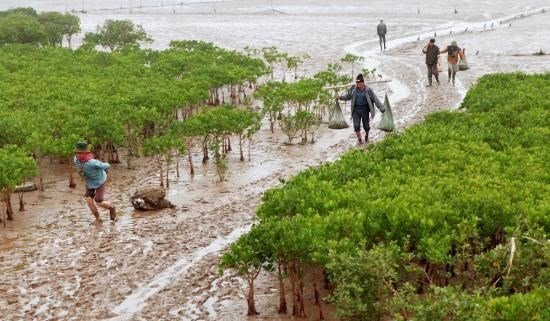 Một góc của Vườn quốc gia Giao Thủy (Nam Định).