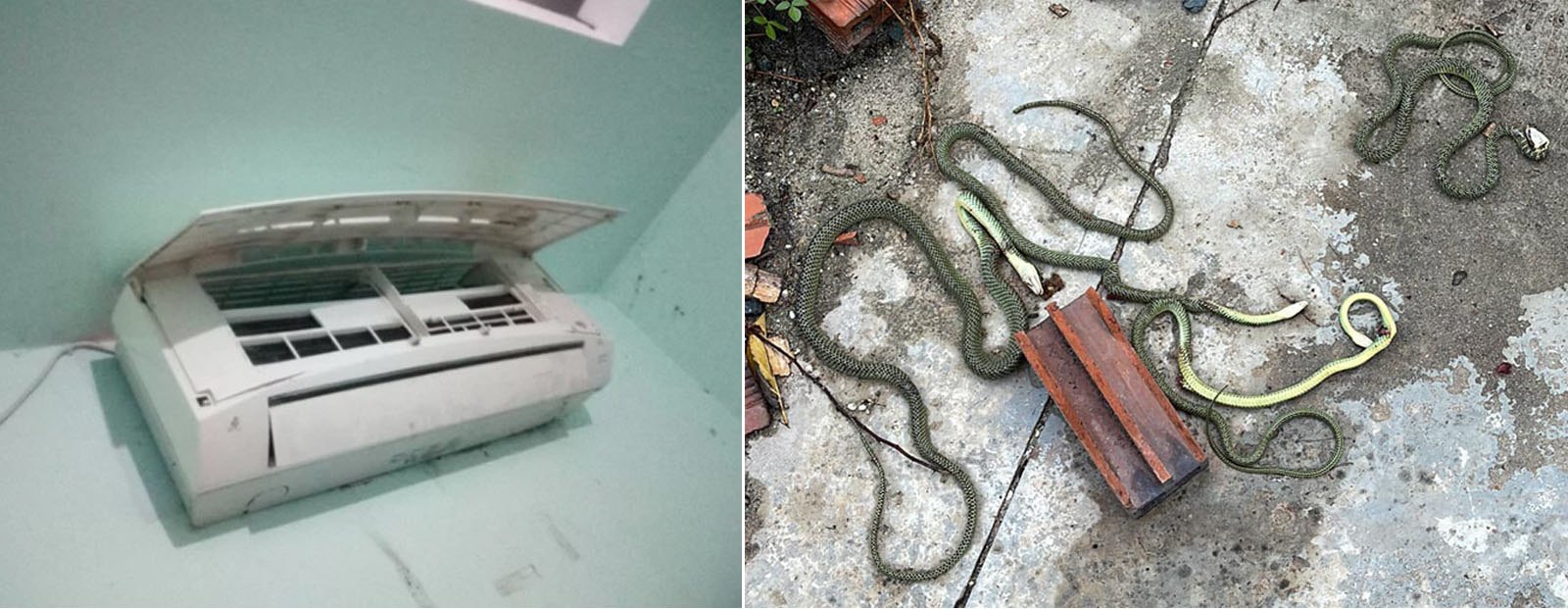 Phát hiện cả ổ rắn lục ở trong điều hòa.
