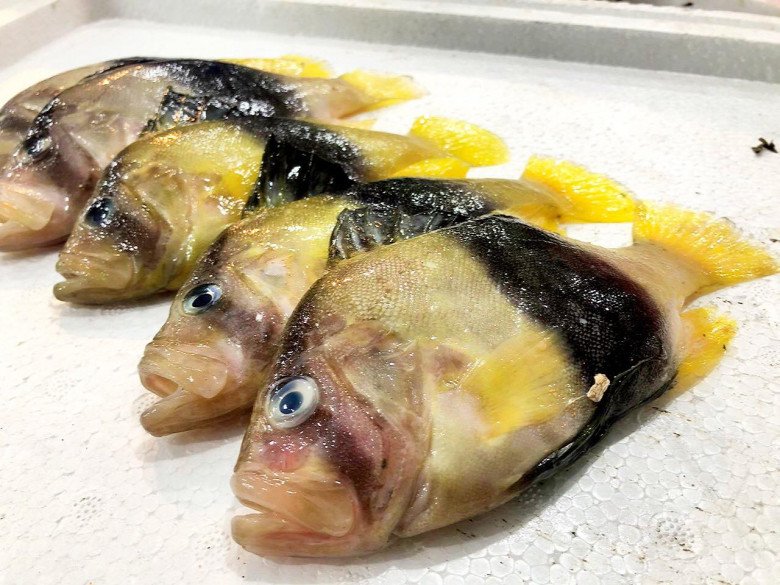 Loài cá này cũng được bán ở một số cửa hàng hải sản nhưng không có hàng thường xuyên và phải đặt trước mới có