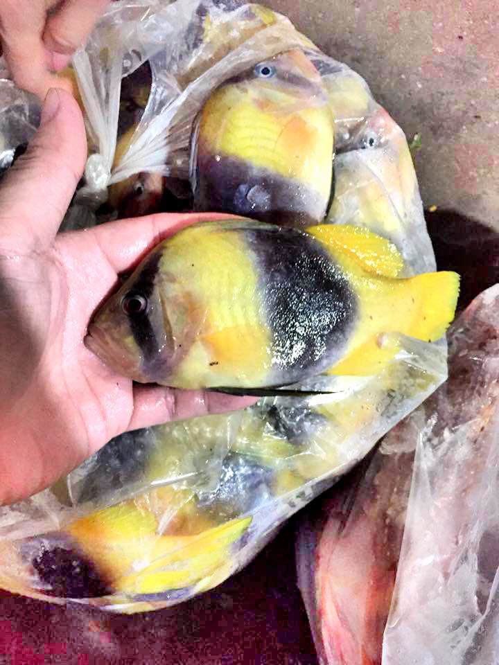 Cá sơn gà là đặc sản hiếm ở Nha Trang
