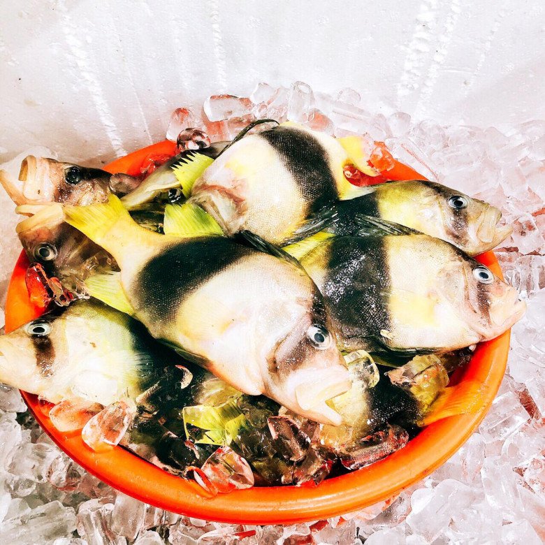 Thịt của chúng trắng phau, dai và thơm ngọt như thịt gà nên người dân miền biển gọi loại cá này là cá sơn gà