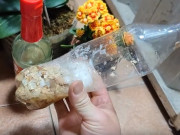 Nhà đẹp - Ngâm vỏ trứng với giấm trắng, đó là “tiên dược” để trồng hoa, chỉ cần một thìa hoa sẽ nở bung chậu