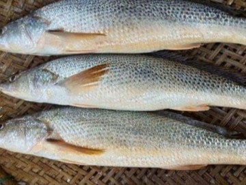 Loại cá xưa ít ai biết, giờ thành đặc sản xuất hiện trong các nhà hàng lớn, 180.000 đồng/kg
