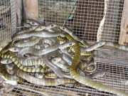 Tiêu dùng - Thứ nhìn rất đáng sợ, xưa không ai dám ăn, nay thành đặc sản nổi tiếng được "săn lùng", 450.000 đồng/kg