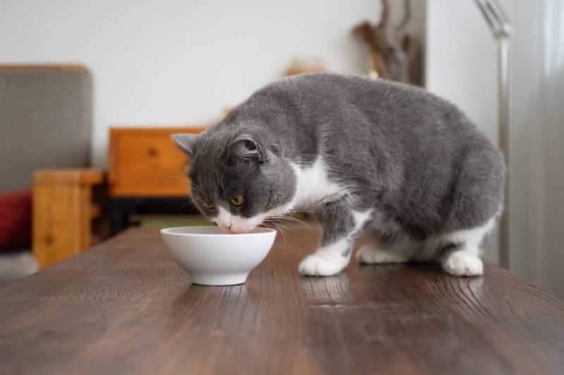 Thứ tưởng loài mèo không thích ăn, nhưng mèo Anh lông ngắn lại “rất thích”, cho ăn thường xuyên lông mượt dáng đẹp - 3